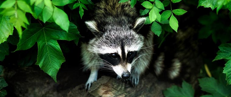 Wildlife Control Services, Humane Wildlife Removal Hamilton, Burlington, Oakville