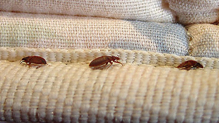 Bed Bugs: Where Do Bed Bugs Come From?