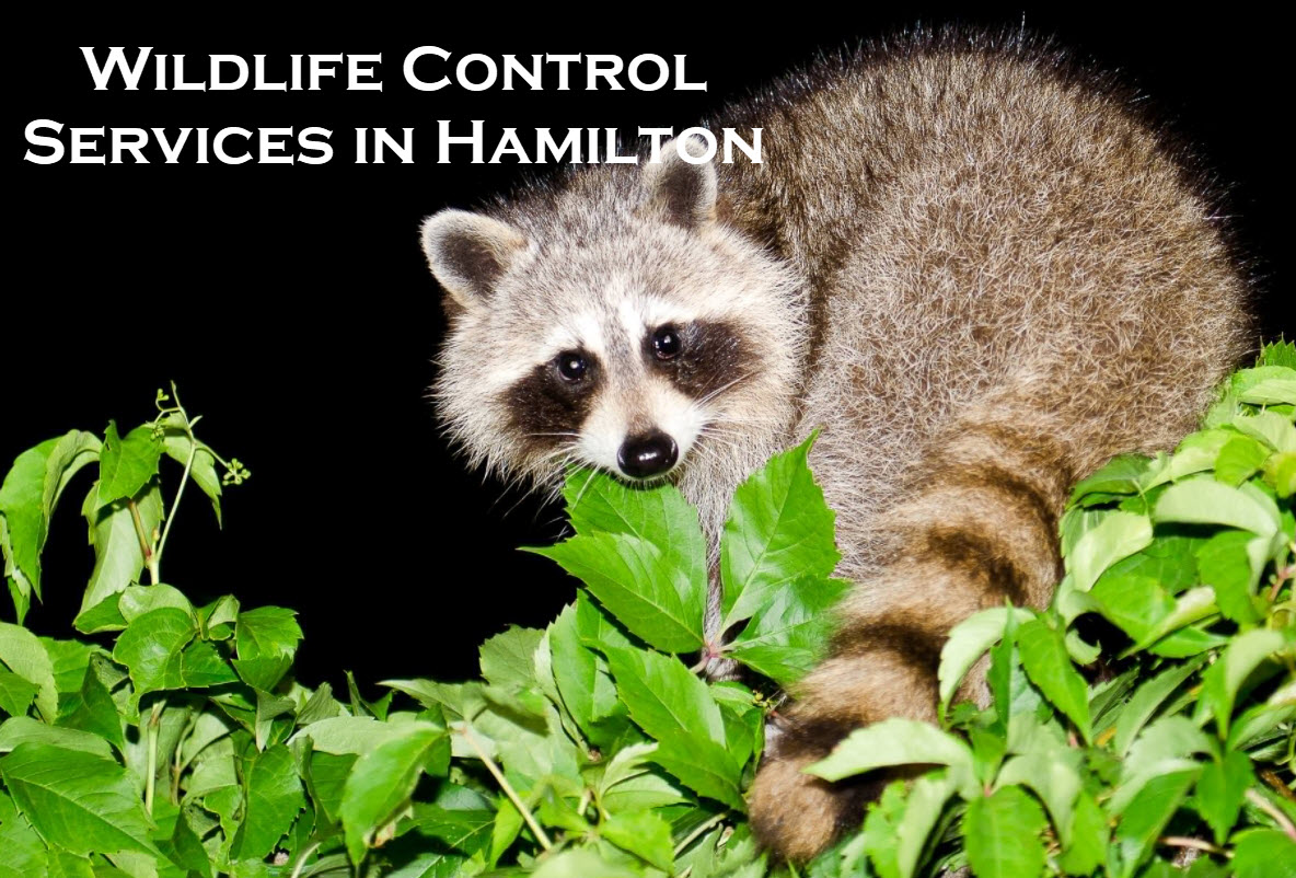 Wildlife Control Services In Hamilton