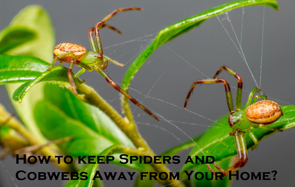 How To Keep Spiders And Cobwebs Away From Your Home 2891