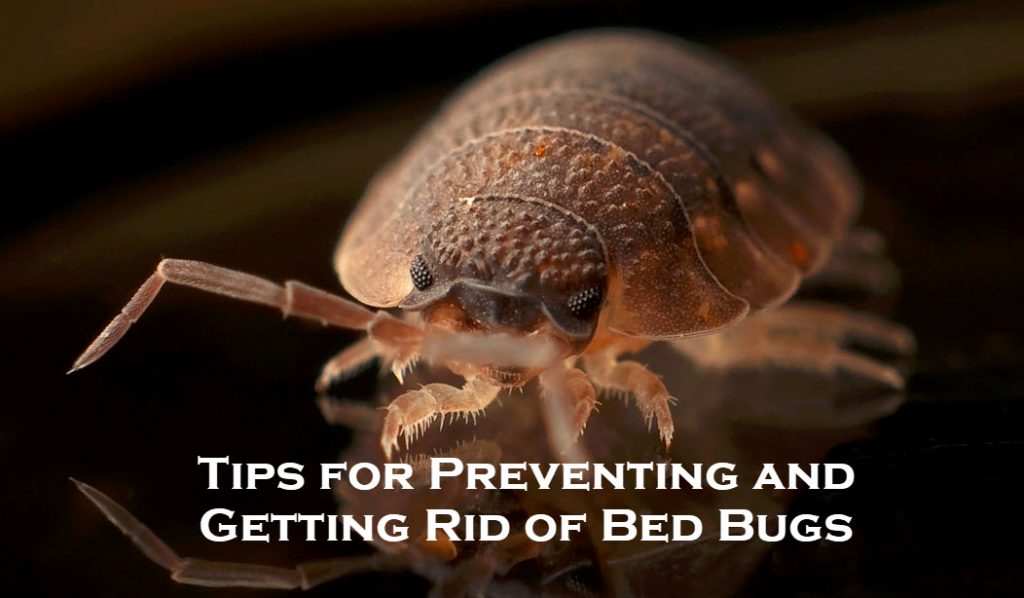 Tips for Preventing and Getting Rid of Bed Bugs